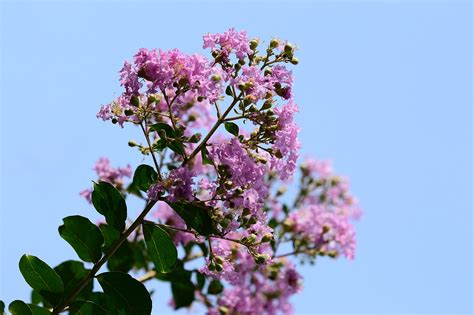 陽樹種類|什麼！樹木也能分陰、陽？這到底是風水還是植物學。